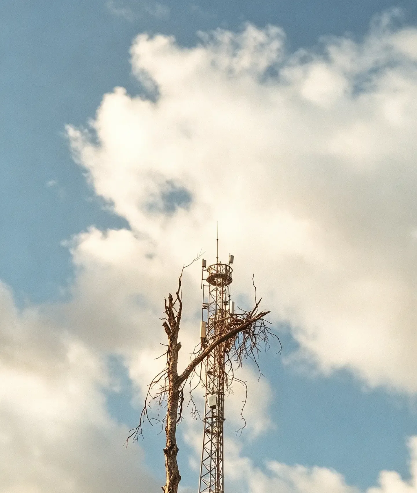 Torre de antena atrás de uma árvore seca com um ninho, contra um céu azul com uma grande nuvem.