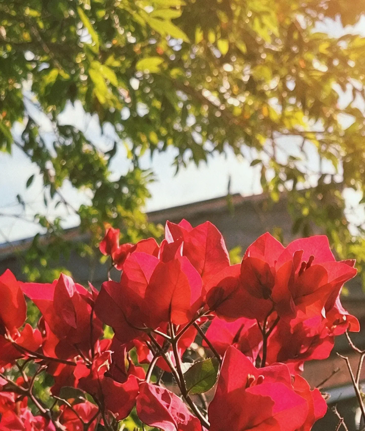 Flores vermelhas de buganvília em primeiro plano, com folhas verdes e a luz do sol ao fundo.